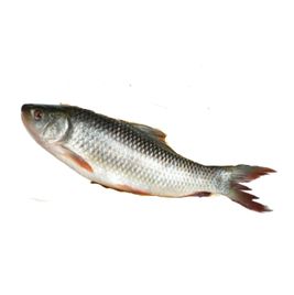 Freshwater Fish